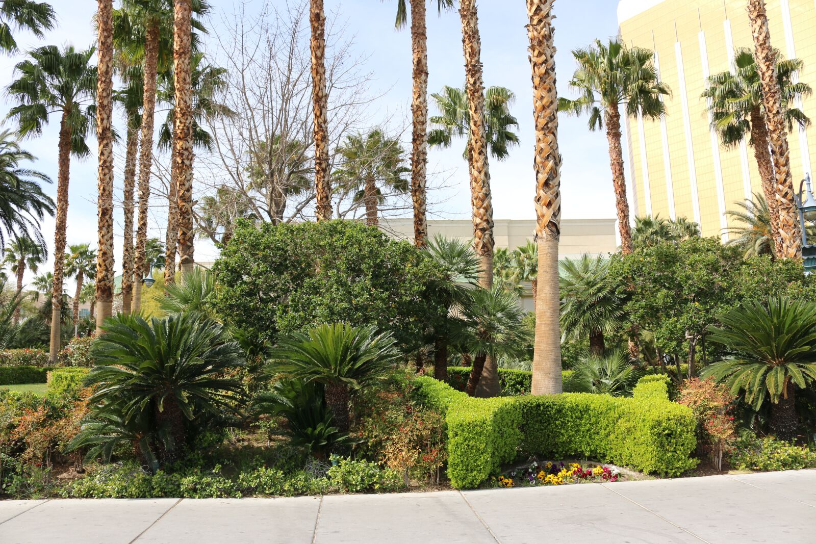 Canon EOS 70D + Canon EF-S 18-55mm F3.5-5.6 IS STM sample photo. Las vegas, garden, palms photography