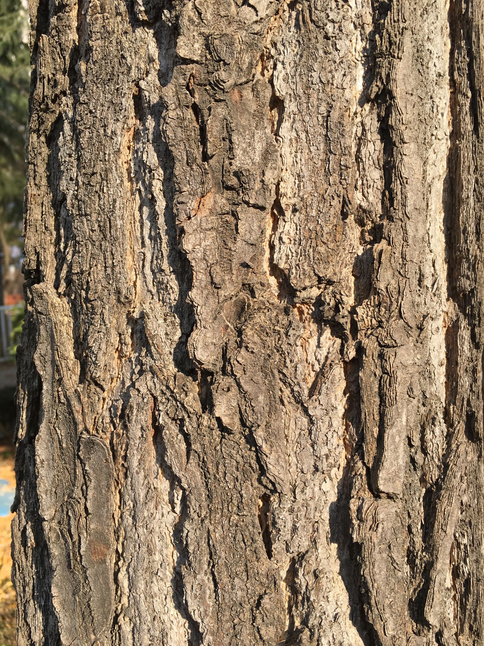 Apple iPhone 6s sample photo. Wood, bark, brown photography
