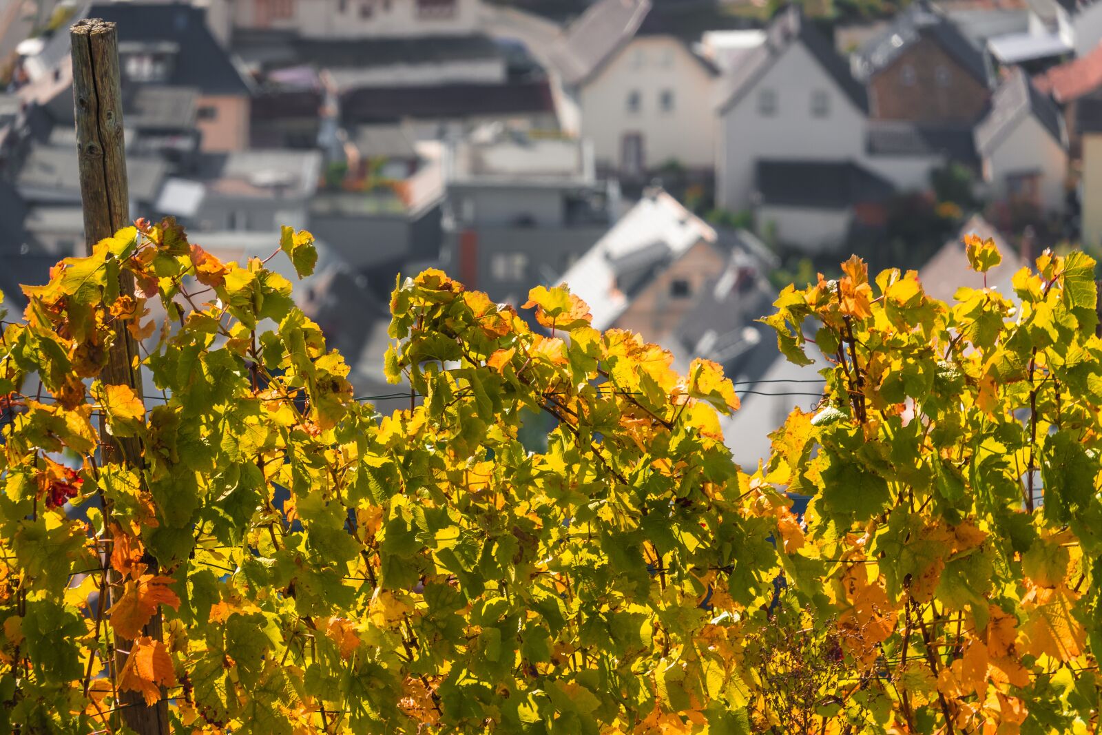 Canon PowerShot G3 X sample photo. Vine, wine, vines photography
