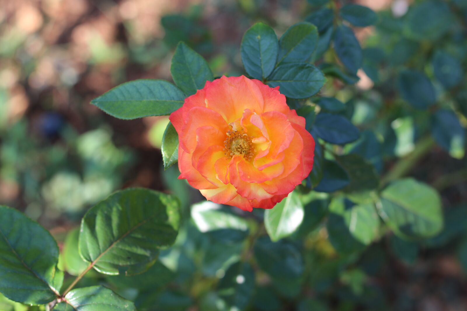 Canon EF 50mm F1.8 STM sample photo. Multicolored, rose, nature photography