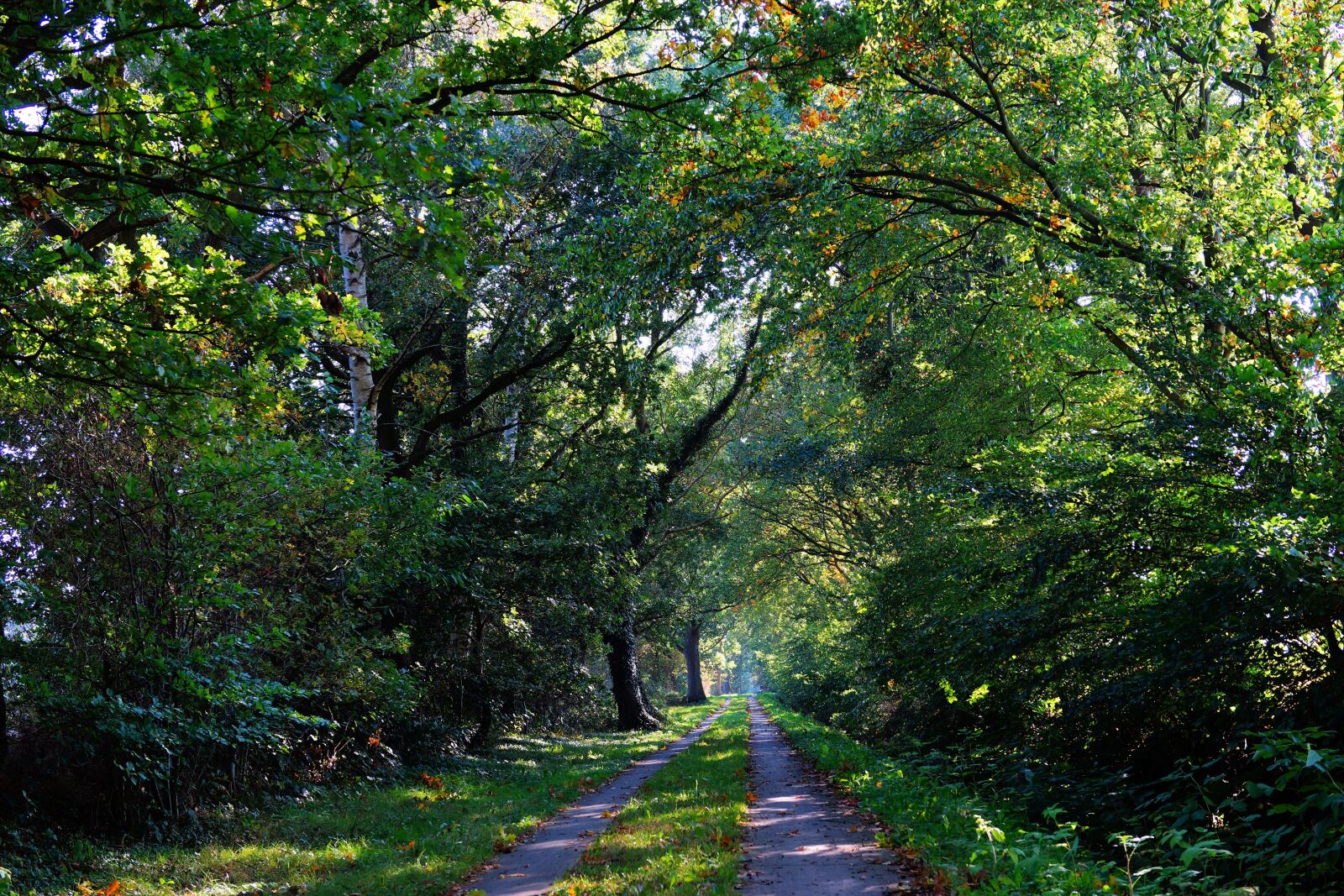 Sony a99 II sample photo. Forest, forest path, autumn photography