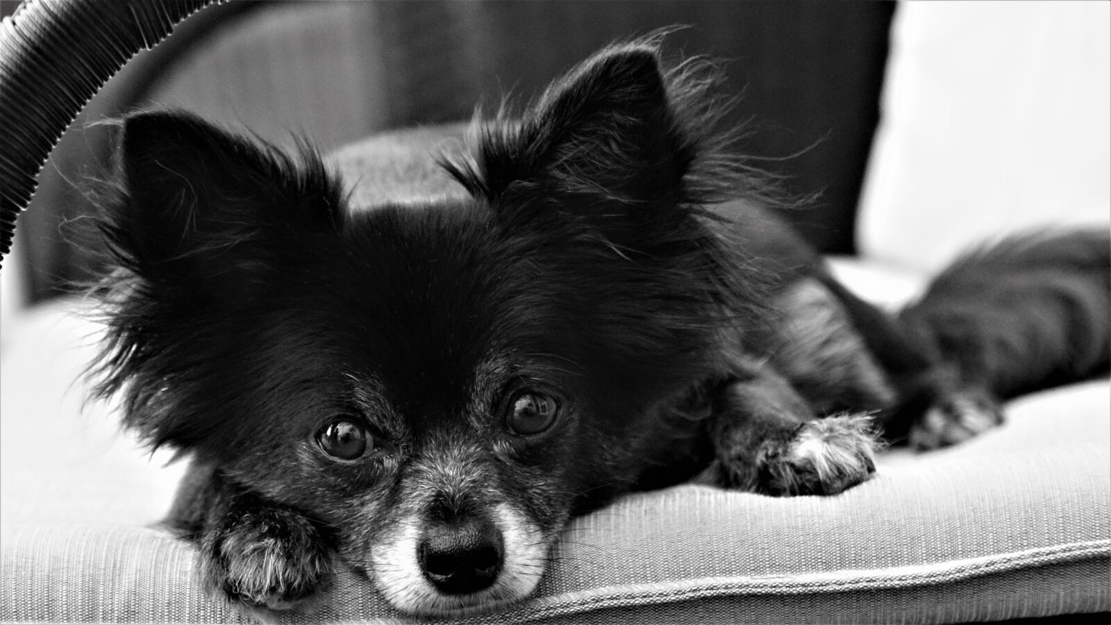 Sony a6000 sample photo. Chihuahua, dog, small photography