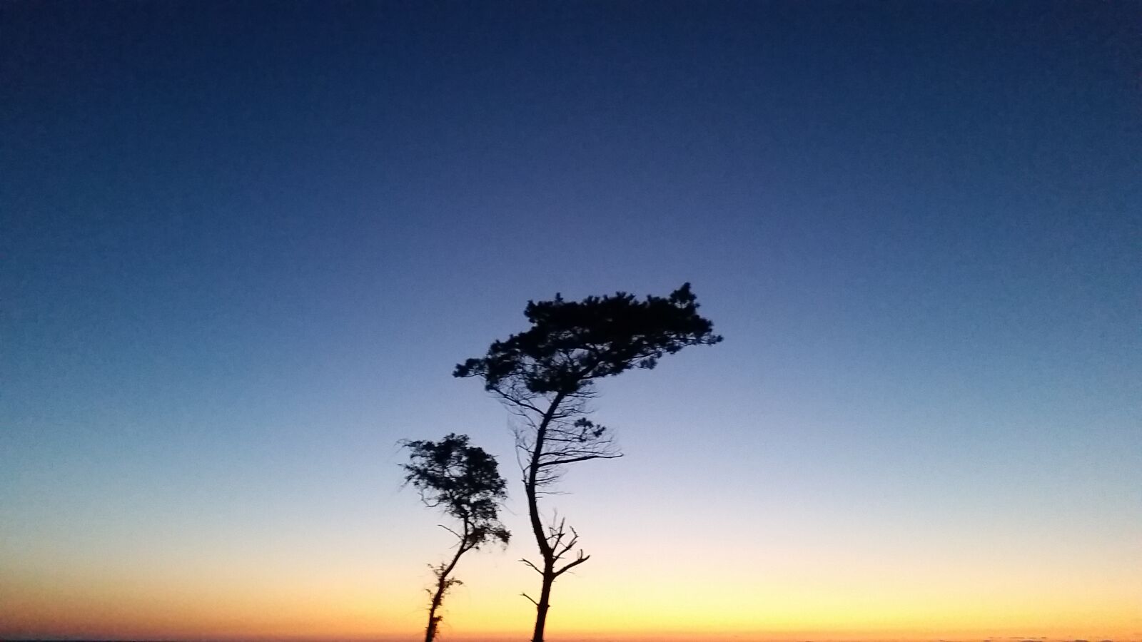 Samsung Galaxy S5 sample photo. Tree, dune, sunset photography