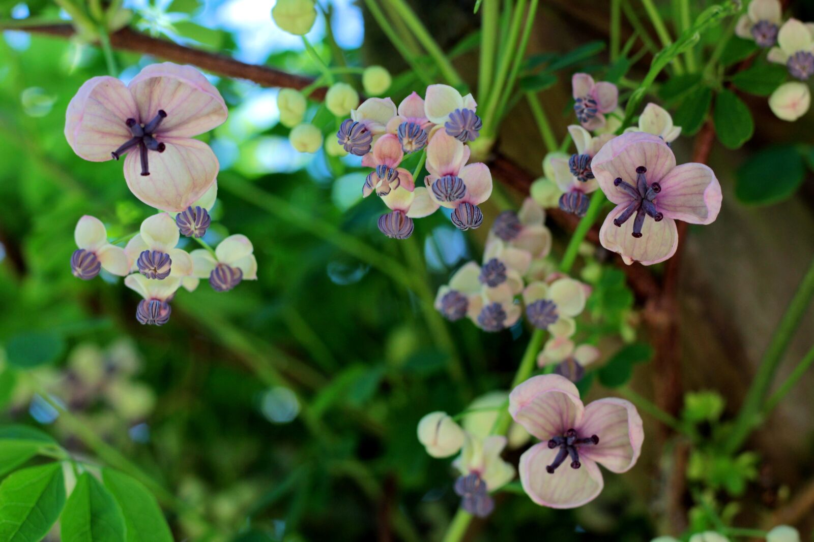 Canon EOS 600D (Rebel EOS T3i / EOS Kiss X5) + Canon EF 50mm F1.8 STM sample photo. Akebia quinata, schijnaugurk, creeper photography