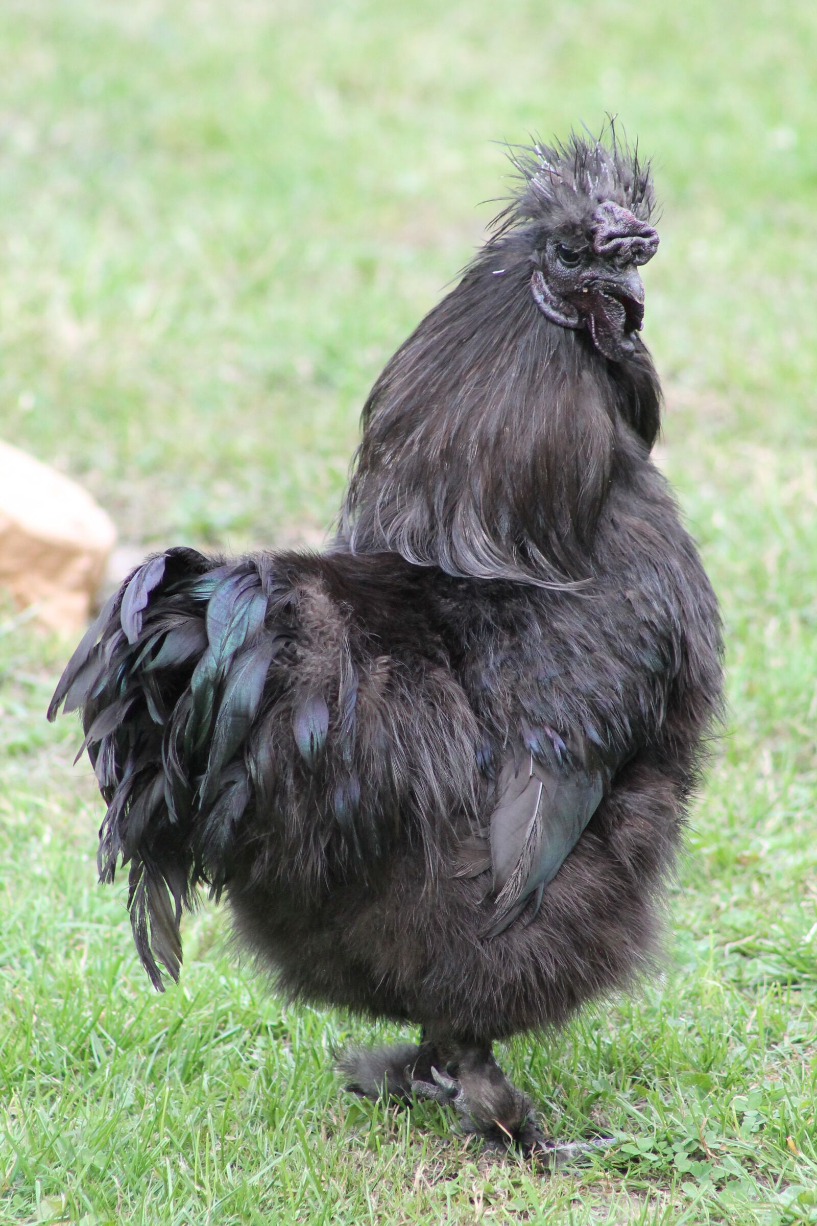 Canon EF75-300mm f/4-5.6 sample photo. Are chickens, animal, hahn photography