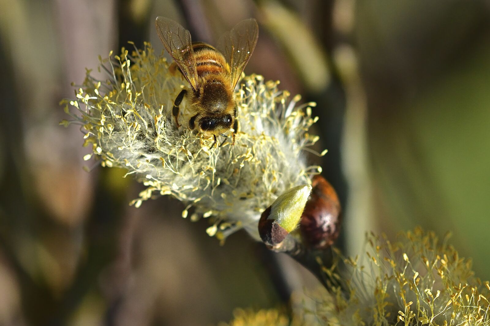 Nikon D5200 sample photo. Nature, spring, willow catkin photography