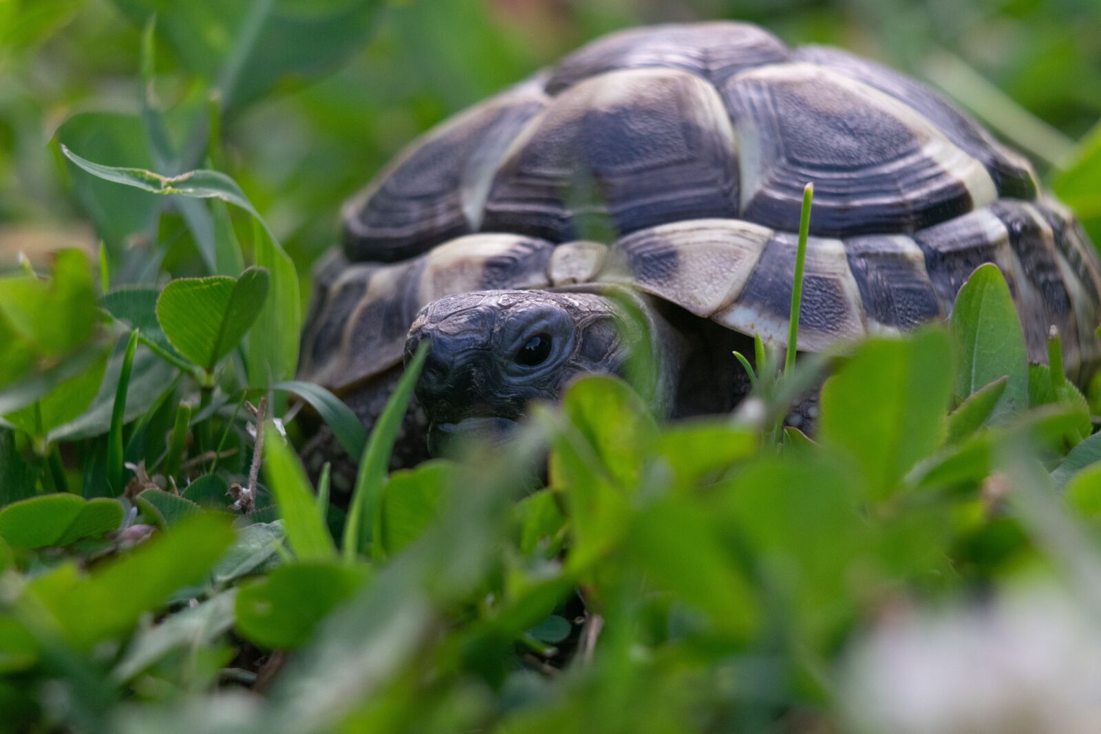 Nikon D3300 sample photo. Turtle, animal, armor photography