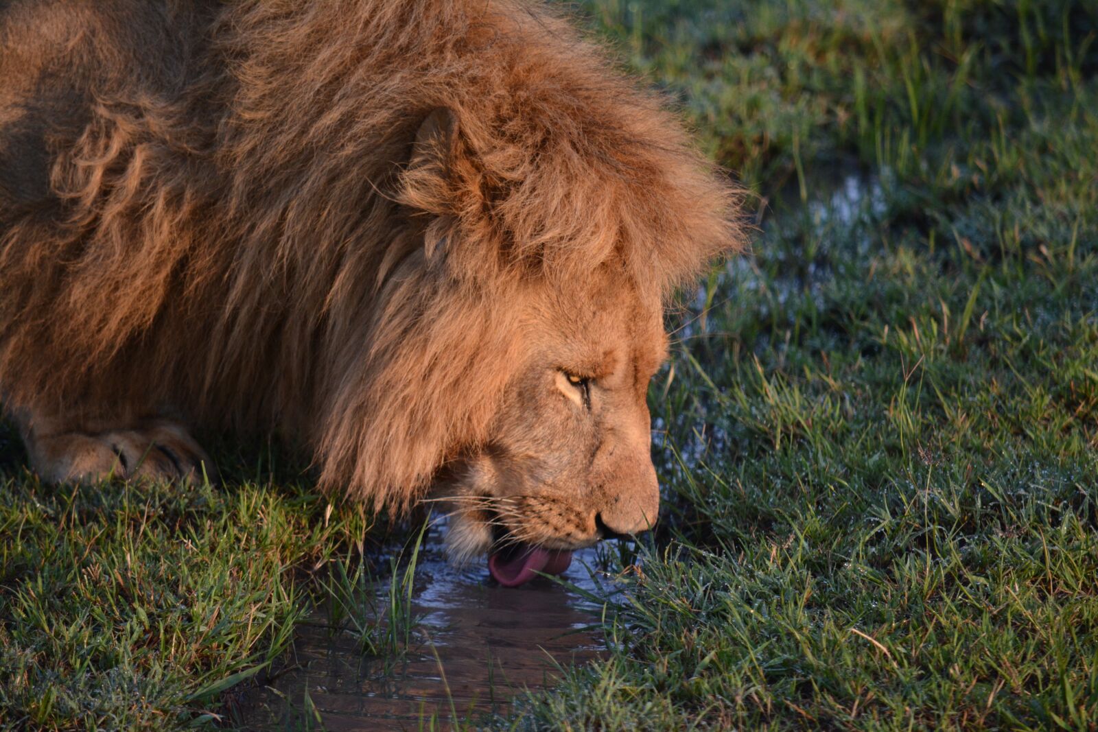 Nikon D7100 sample photo. Africa, african, drinking, lion photography