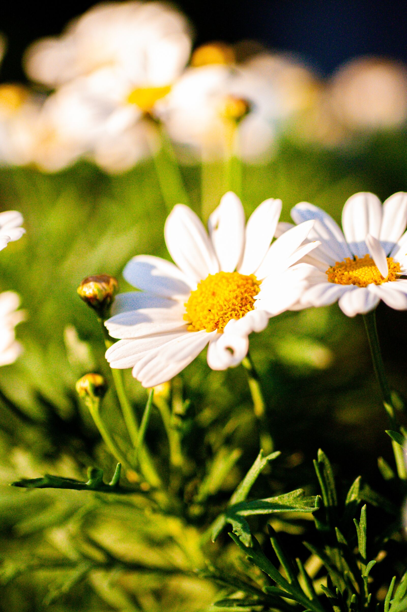 Nikon D90 sample photo. White daisies, white marguerites photography