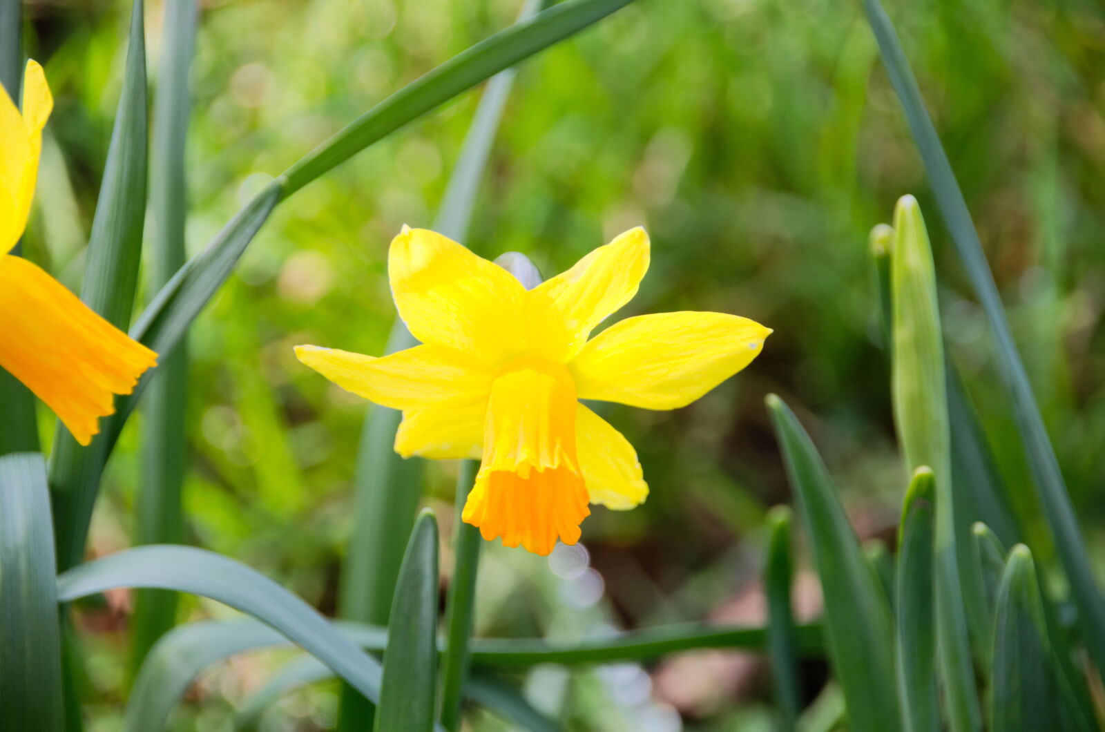 Nikon D5100 + Sigma 18-250mm F3.5-6.3 DC Macro OS HSM sample photo. Botanique, fleur, fleur, jaune photography