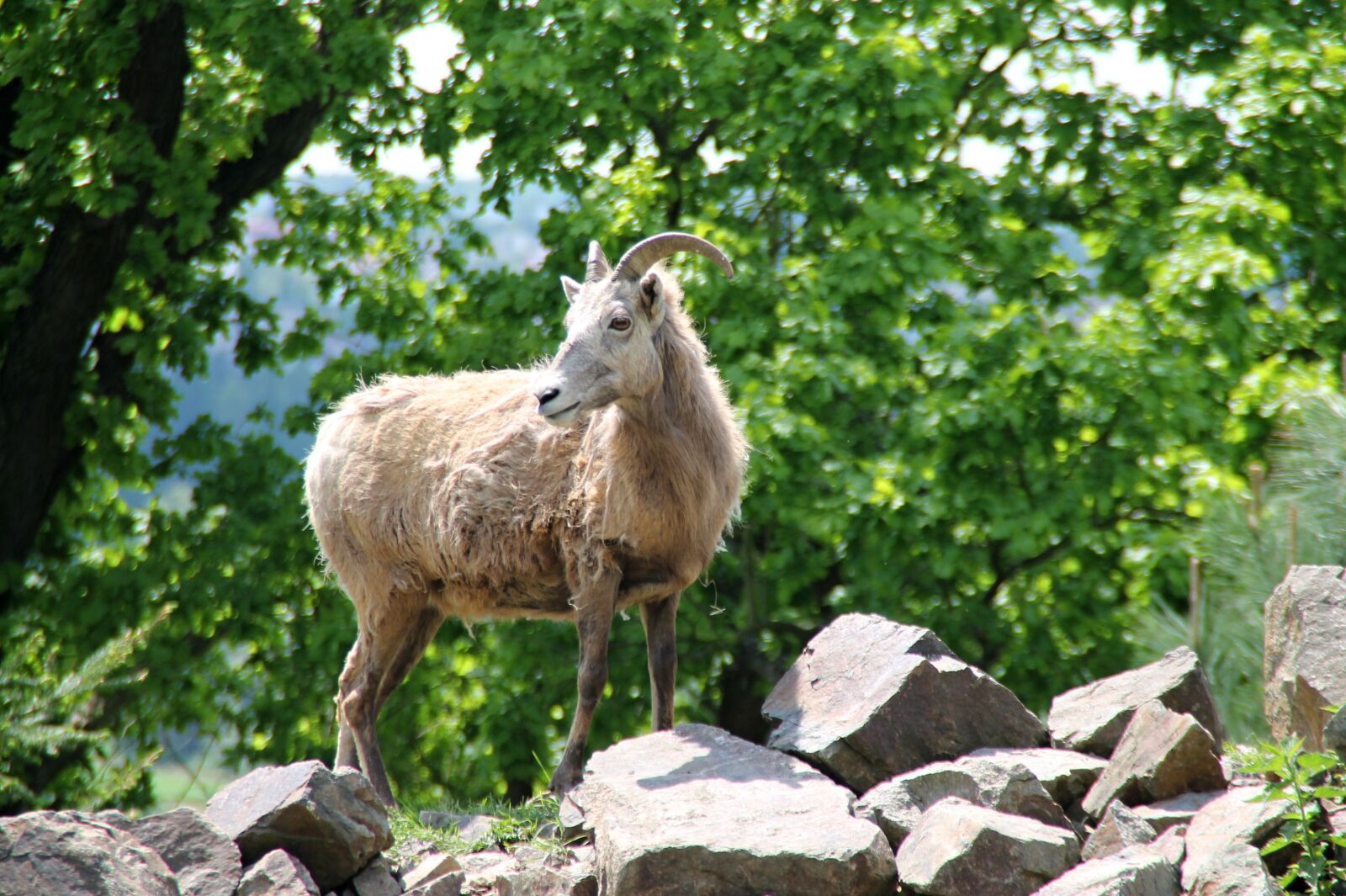 Canon EOS 1100D (EOS Rebel T3 / EOS Kiss X50) sample photo. Goat, animal, zoo photography