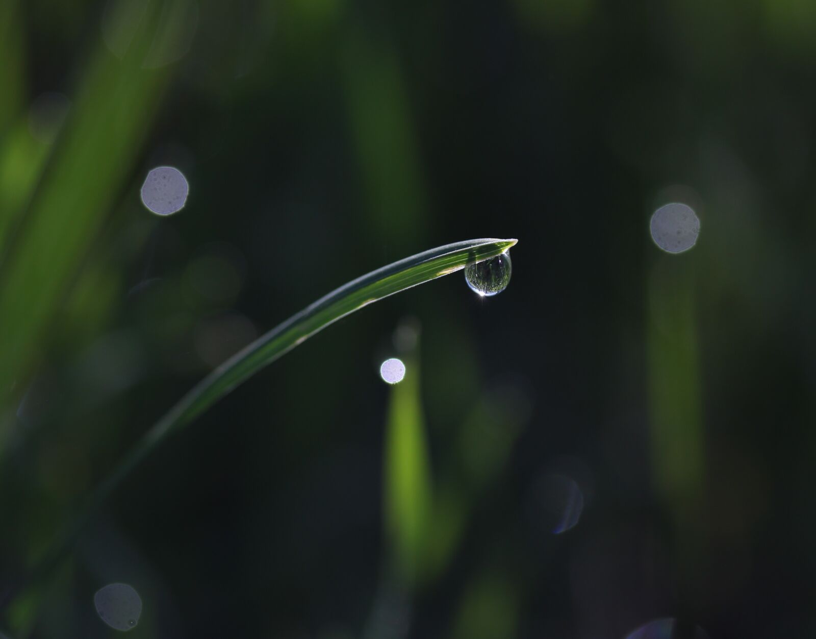 Canon EF-S 60mm F2.8 Macro USM sample photo. Grass, dew, green photography