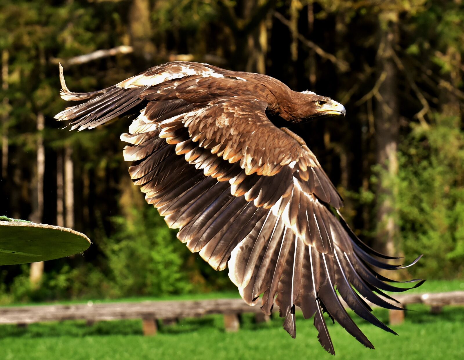 Nikon D7200 sample photo. Adler, raptor, bird of photography
