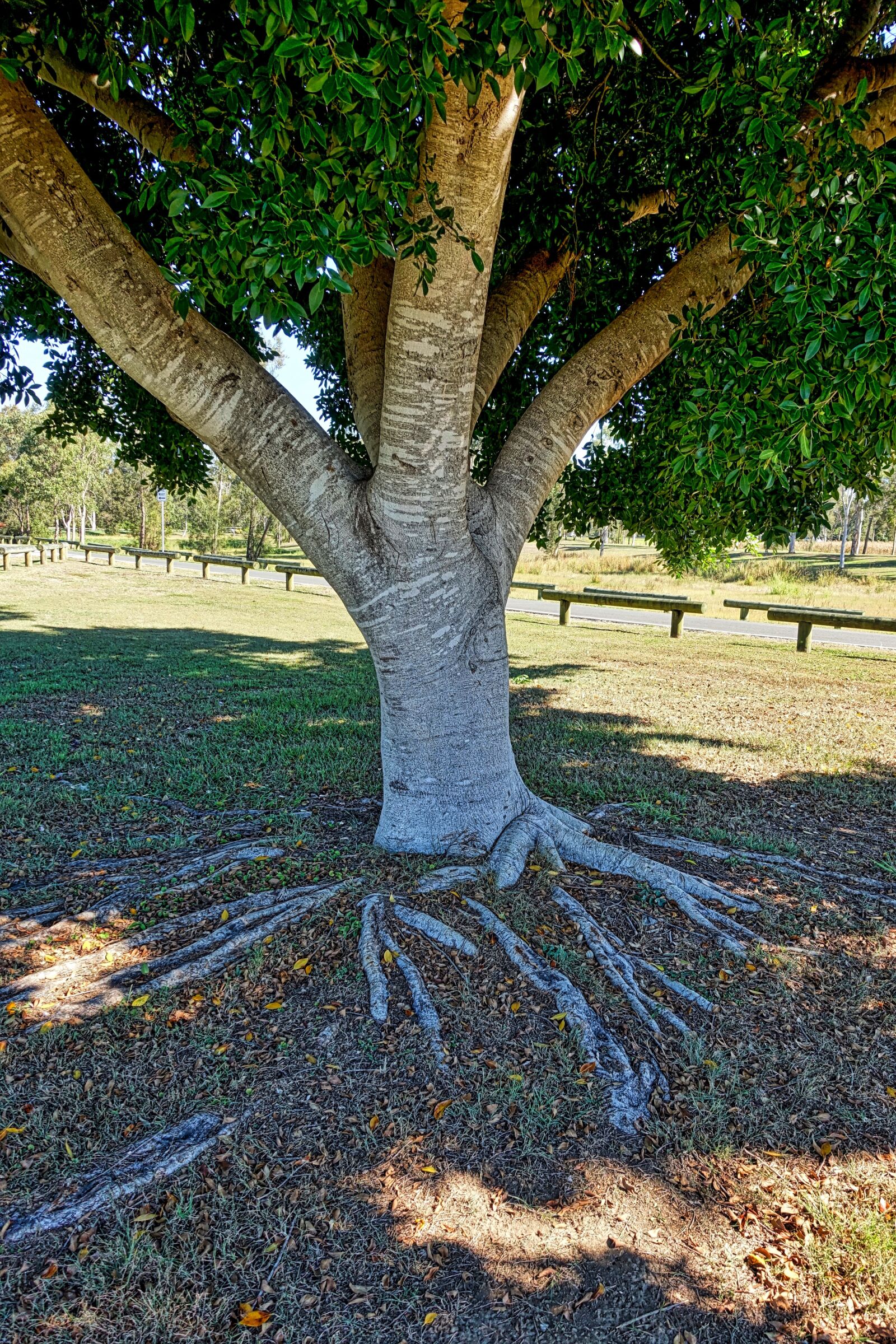 Sony Cyber-shot DSC-RX100 III sample photo. Trunk, tree, roots photography