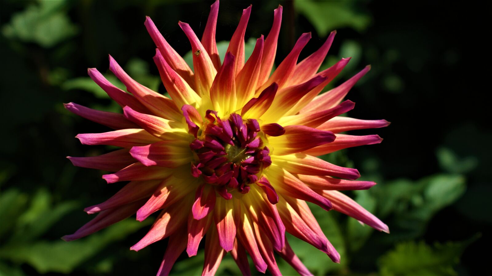 Sony Alpha DSLR-A350 sample photo. Dahlia, flower, vegetable photography
