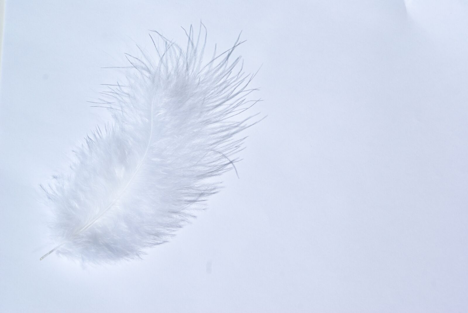 Sony Alpha DSLR-A100 sample photo. White, background, feather photography