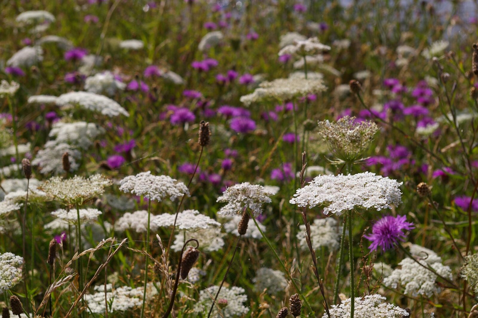 Pentax *ist DL2 sample photo. Meadow, wild flower meadow photography