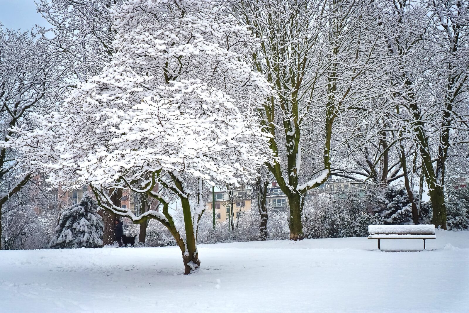 Olympus OM-D E-M10 sample photo. Winter, snow, wintry photography