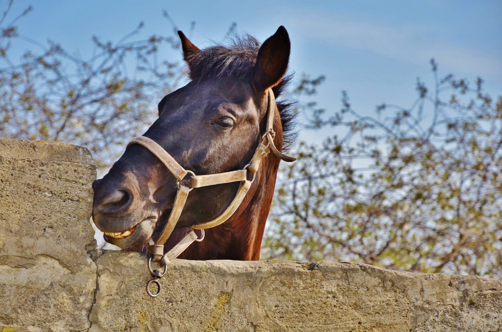 Nikon D7000 sample photo. Horse, animal, farm photography