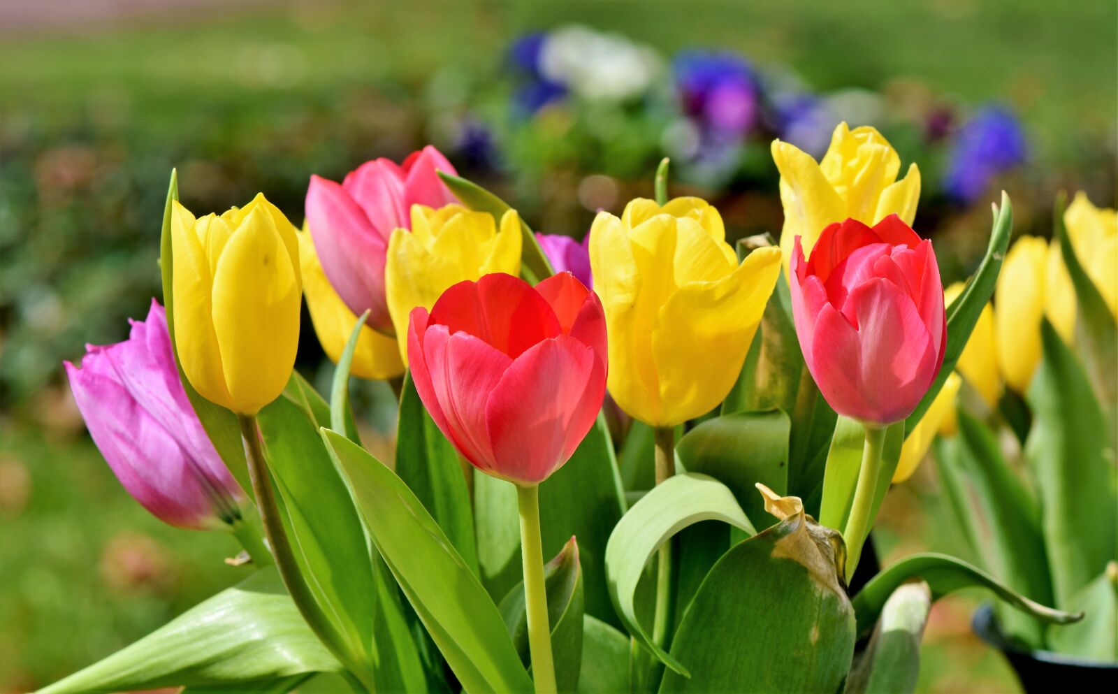Nikon D7200 sample photo. Tulip, tulip bouquet, blossom photography