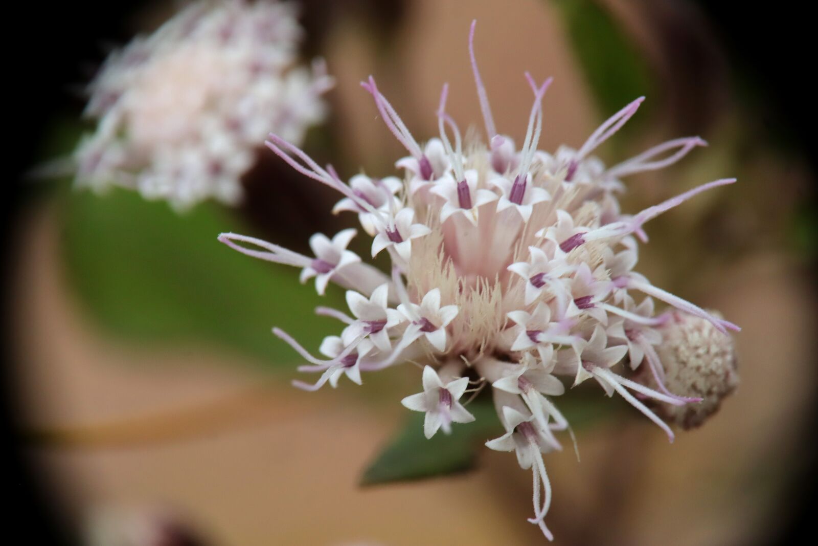 Canon EOS M50 (EOS Kiss M) sample photo. Wild, flowers, spring photography