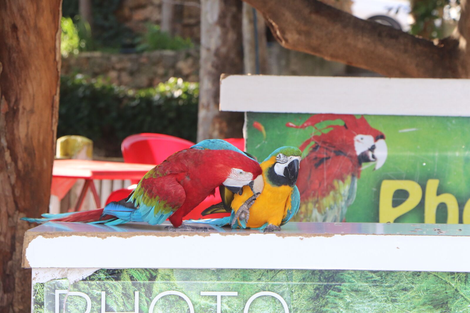 Canon EOS 77D (EOS 9000D / EOS 770D) sample photo. Parrot, parrots, bird photography
