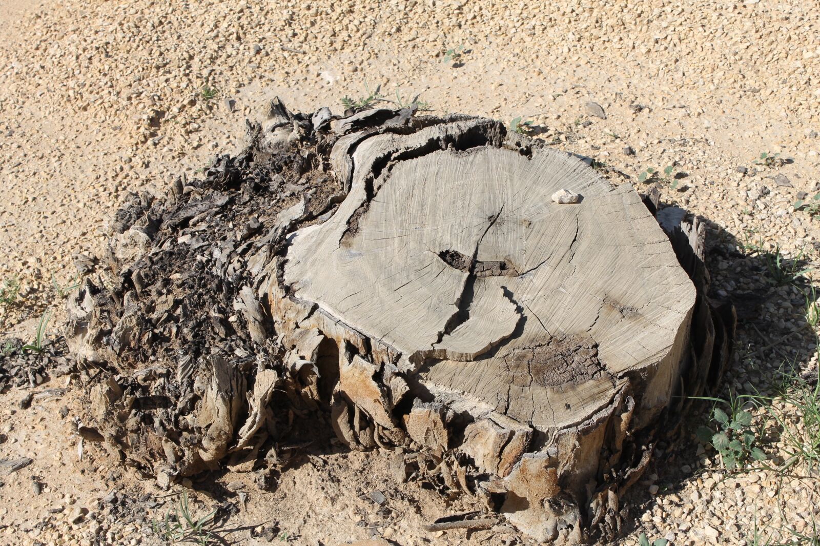 Canon EOS 1100D (EOS Rebel T3 / EOS Kiss X50) sample photo. Tree stump, desert, dry photography
