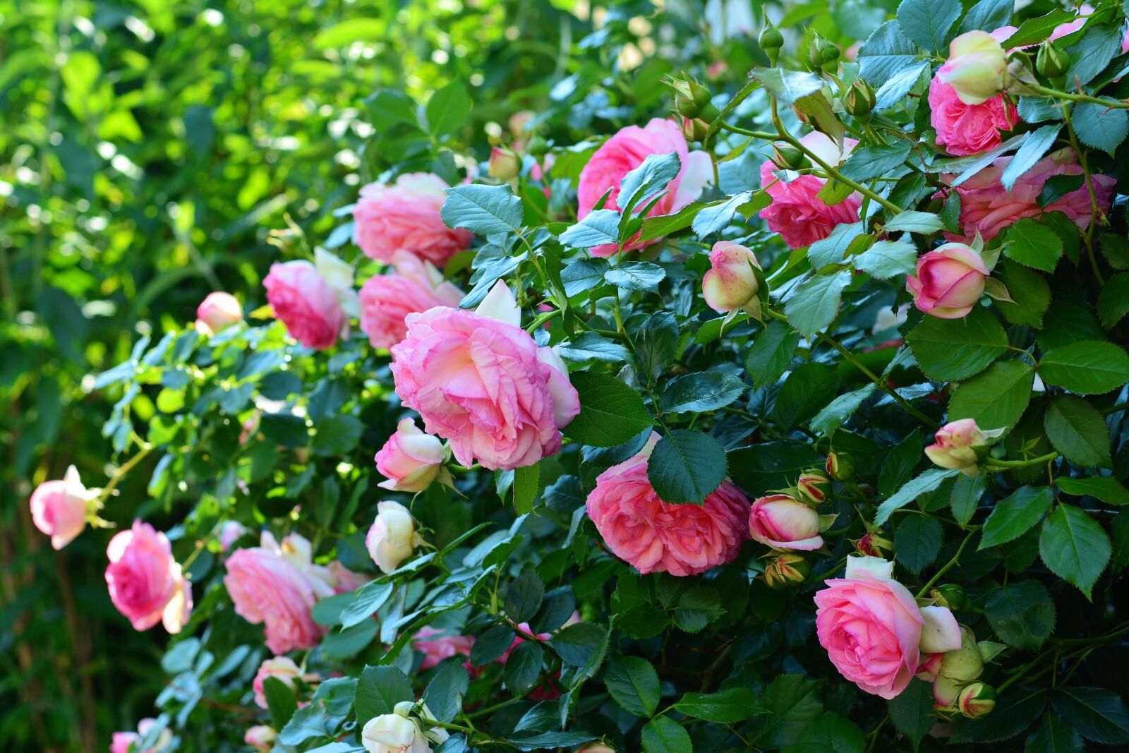 Nikon D5200 sample photo. Roses, rosebush, flowers photography