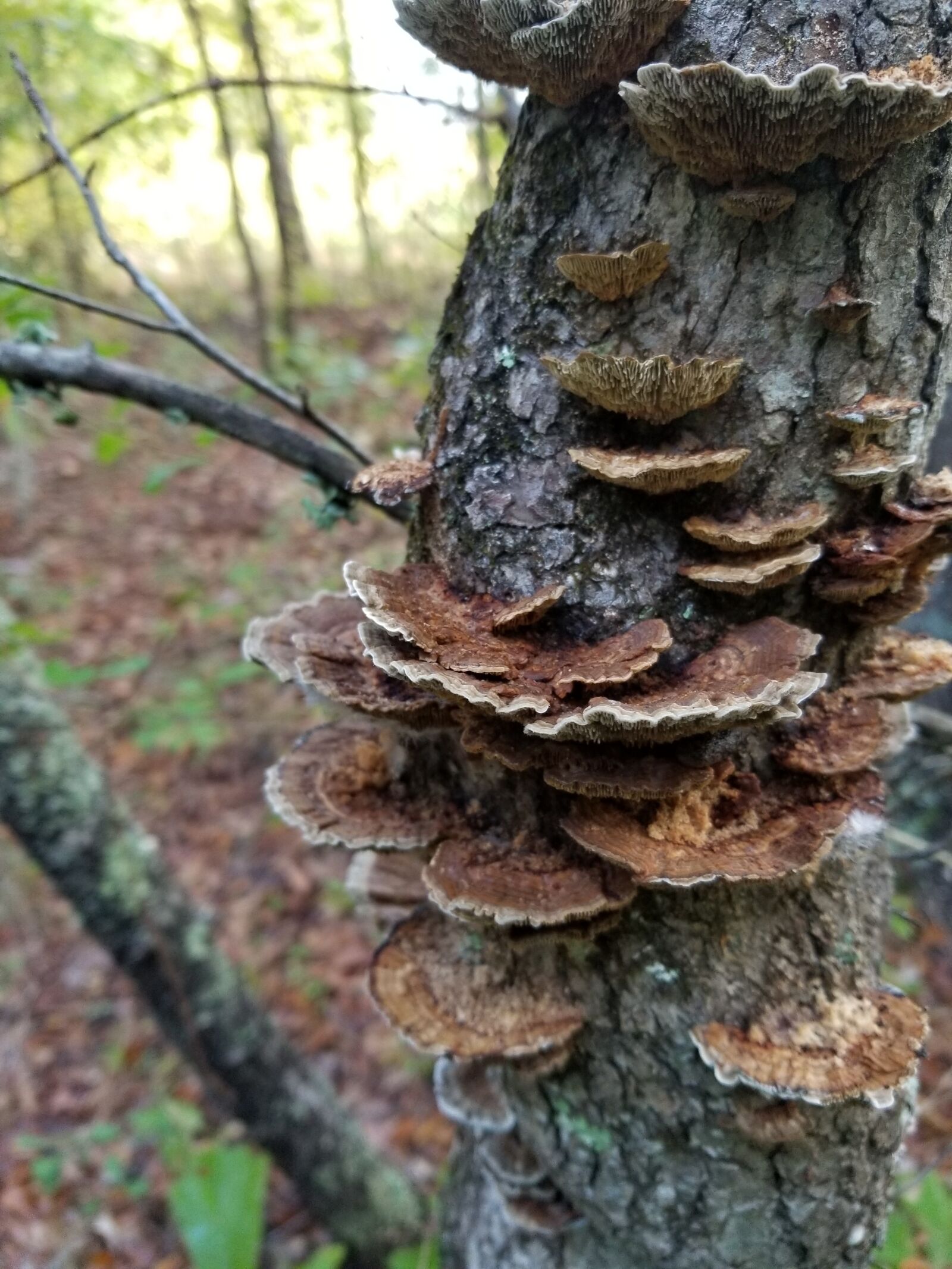 Samsung Galaxy S8+ sample photo. Nature, tree, wood photography