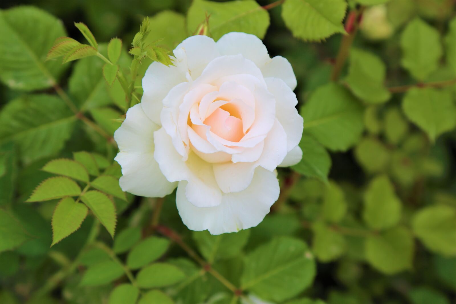 Canon EF 24-105mm F4L IS USM sample photo. Rose, beyazgul, nature photography