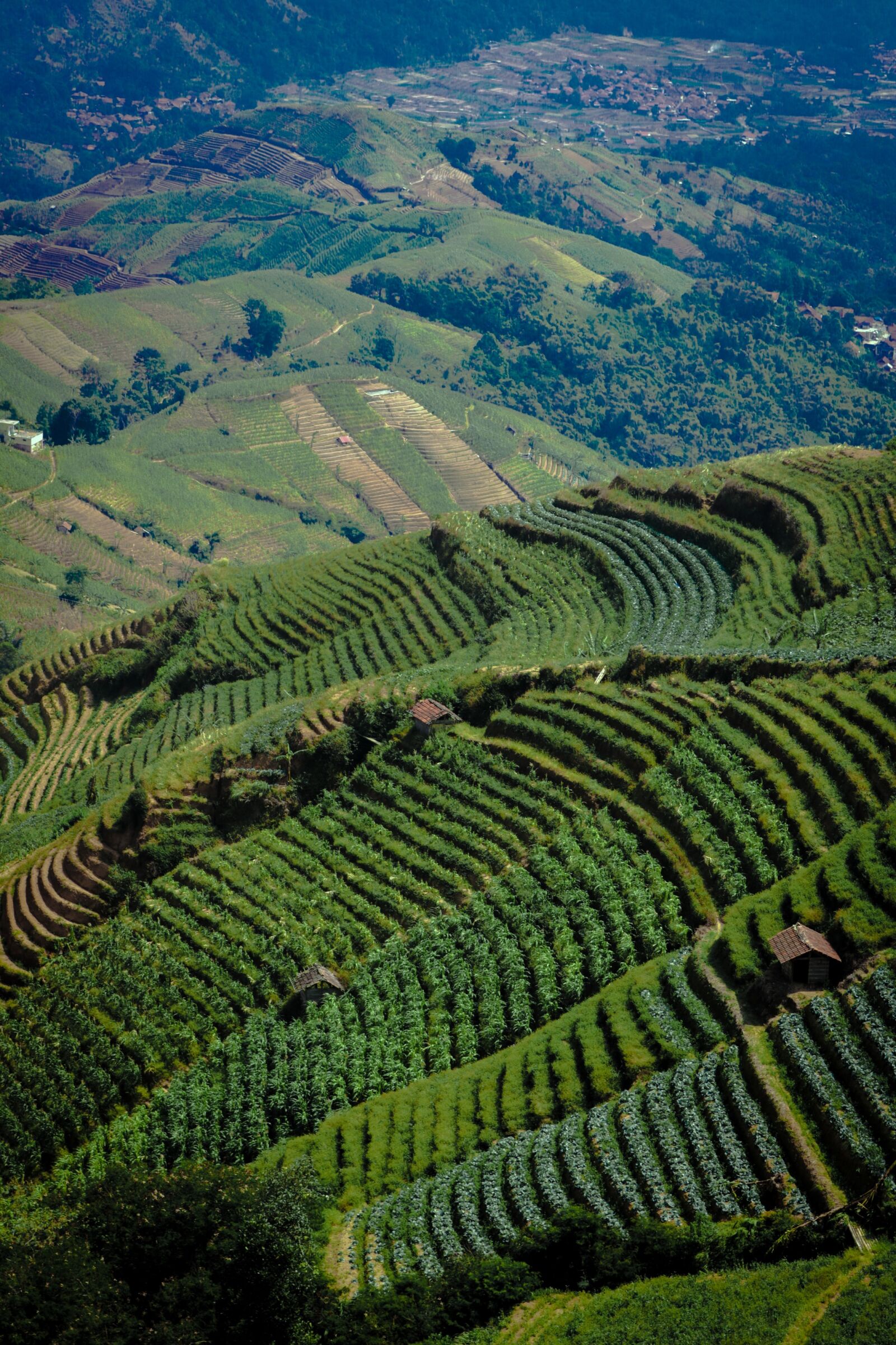 Canon EOS 750D (EOS Rebel T6i / EOS Kiss X8i) sample photo. Rice fields, hills, agriculture photography
