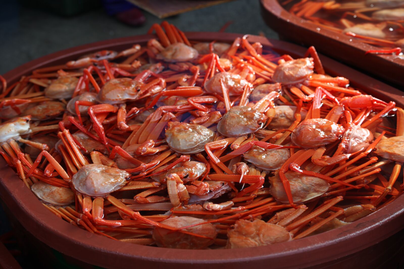 Canon EOS 5D Mark II sample photo. Hong to, sokcho, crab photography
