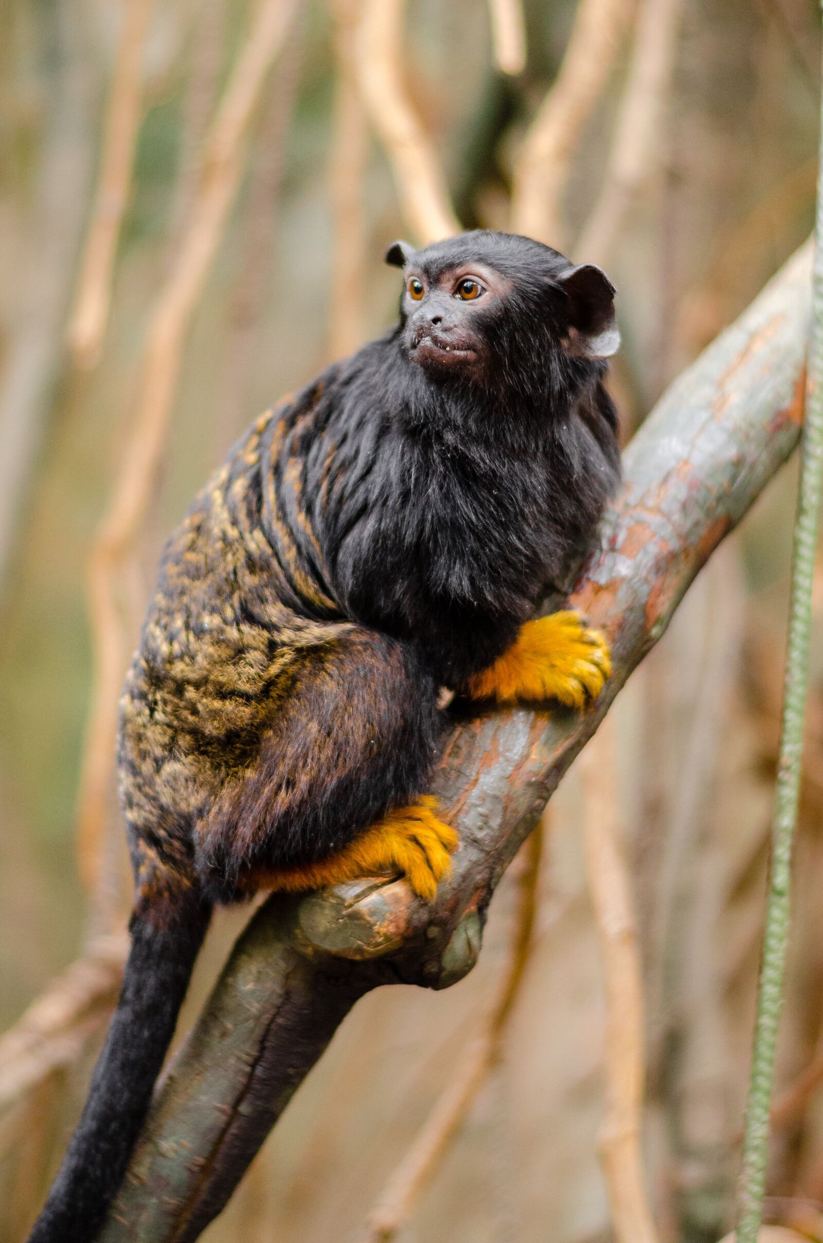 Nikon D7000 sample photo. Tamarin with red hands photography