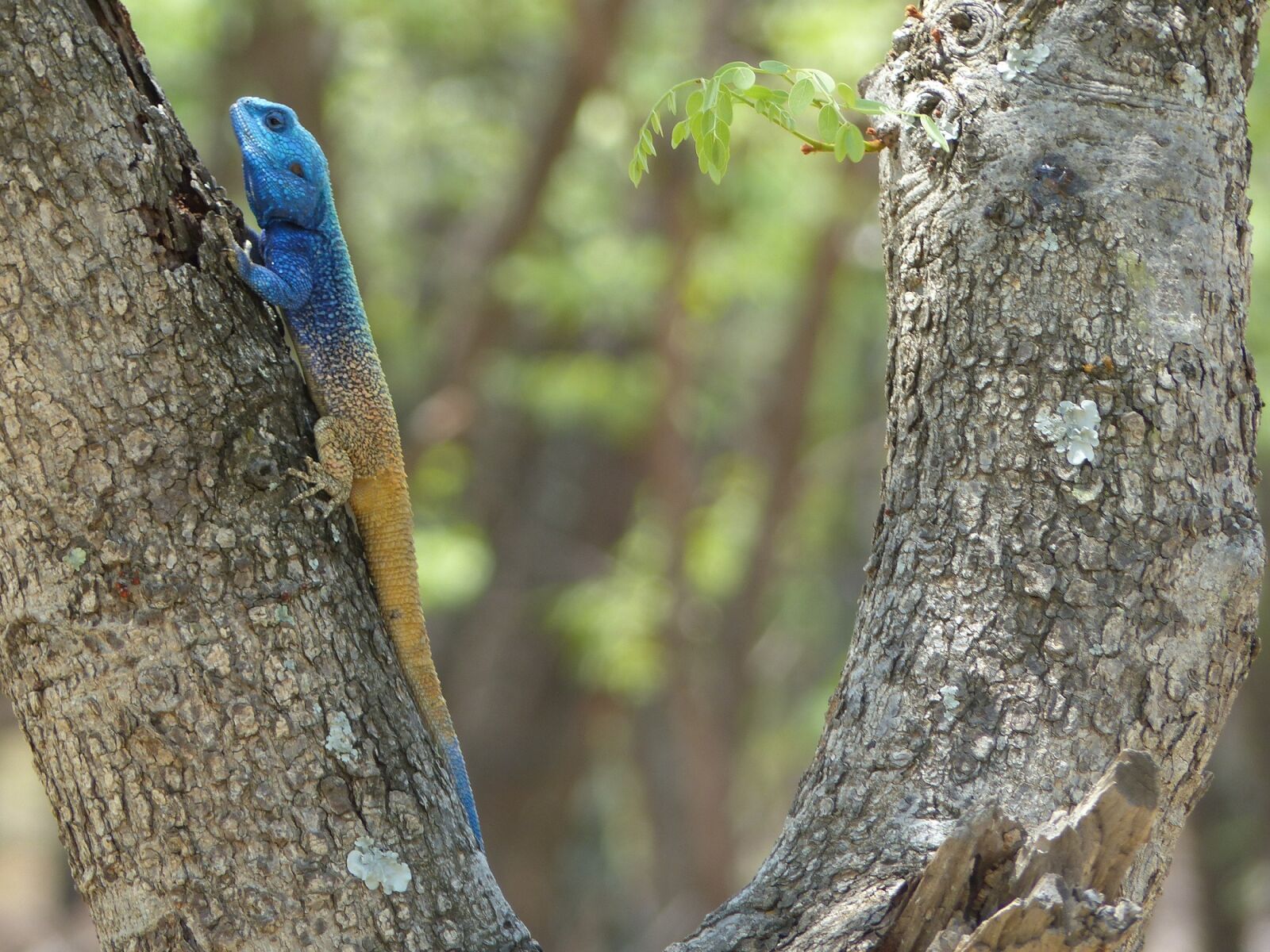 Panasonic Lumix DMC-FZ200 sample photo. Blue crested lizard, reptile photography