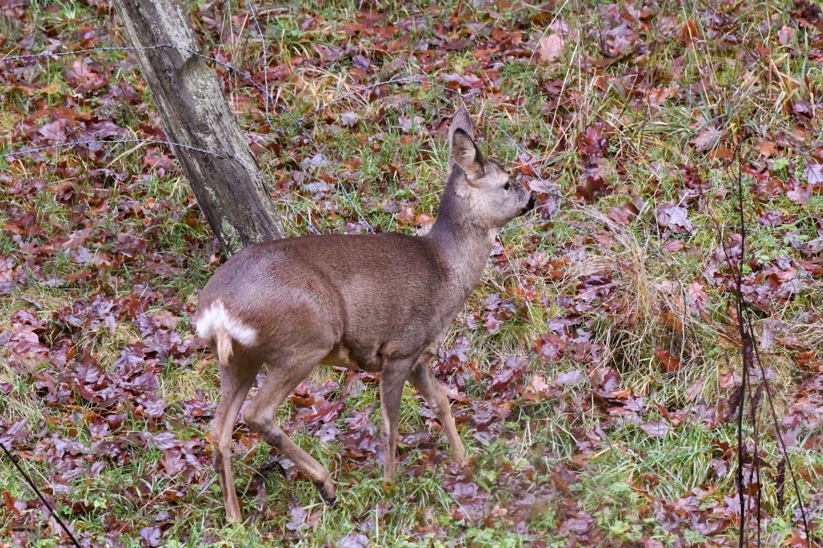 Nikon D500 sample photo. Ree, wild, nature photography