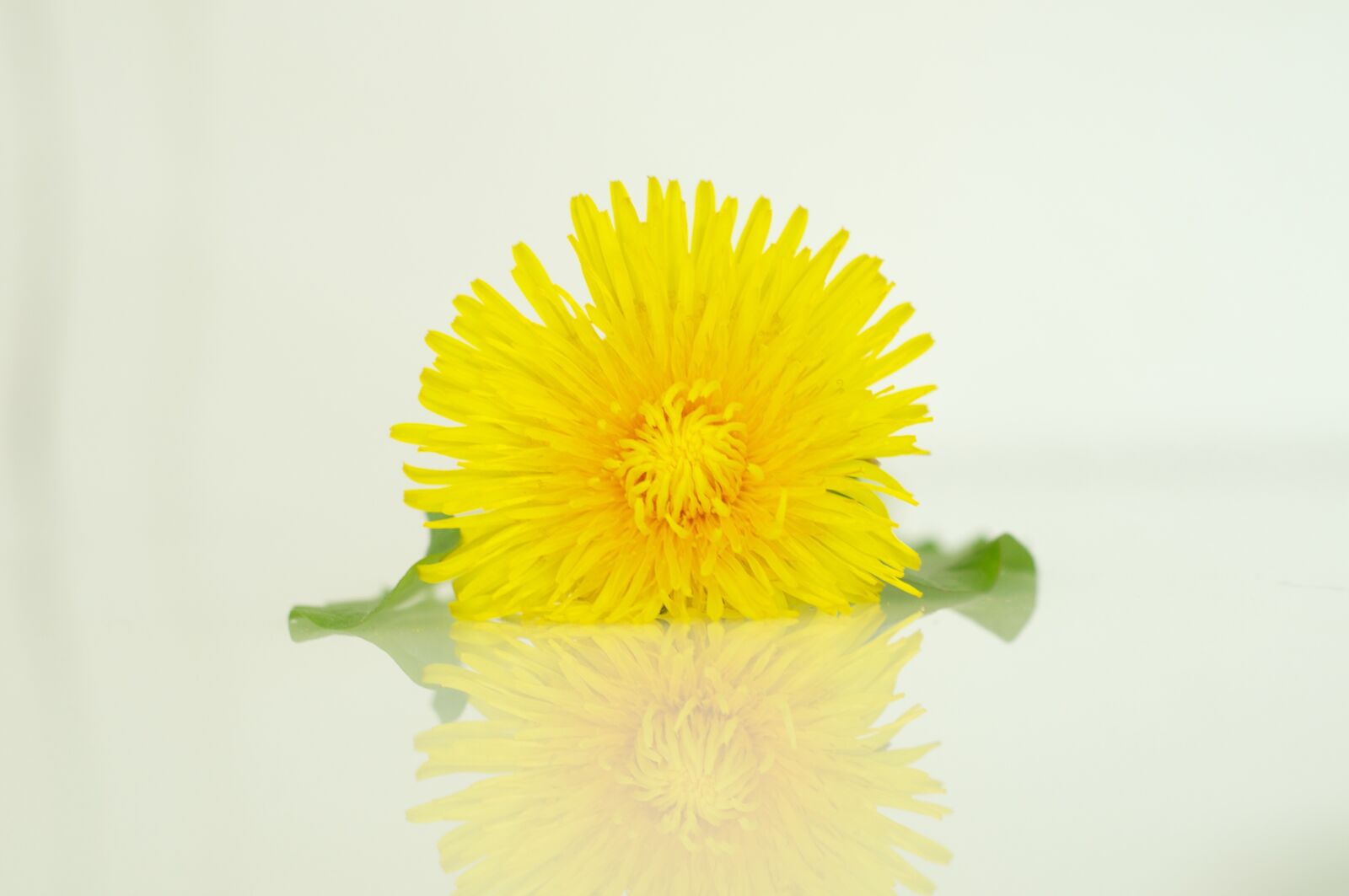 Nikon D90 sample photo. Dandelion, blossom, bloom photography