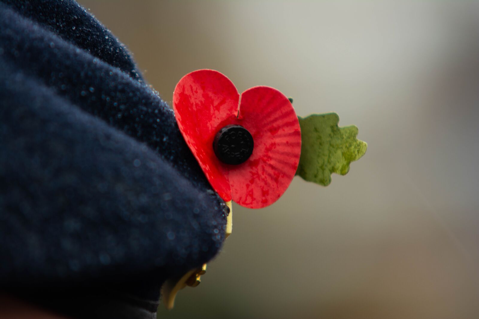 Nikon D5200 sample photo. Remembrance day, poppy, poppies photography
