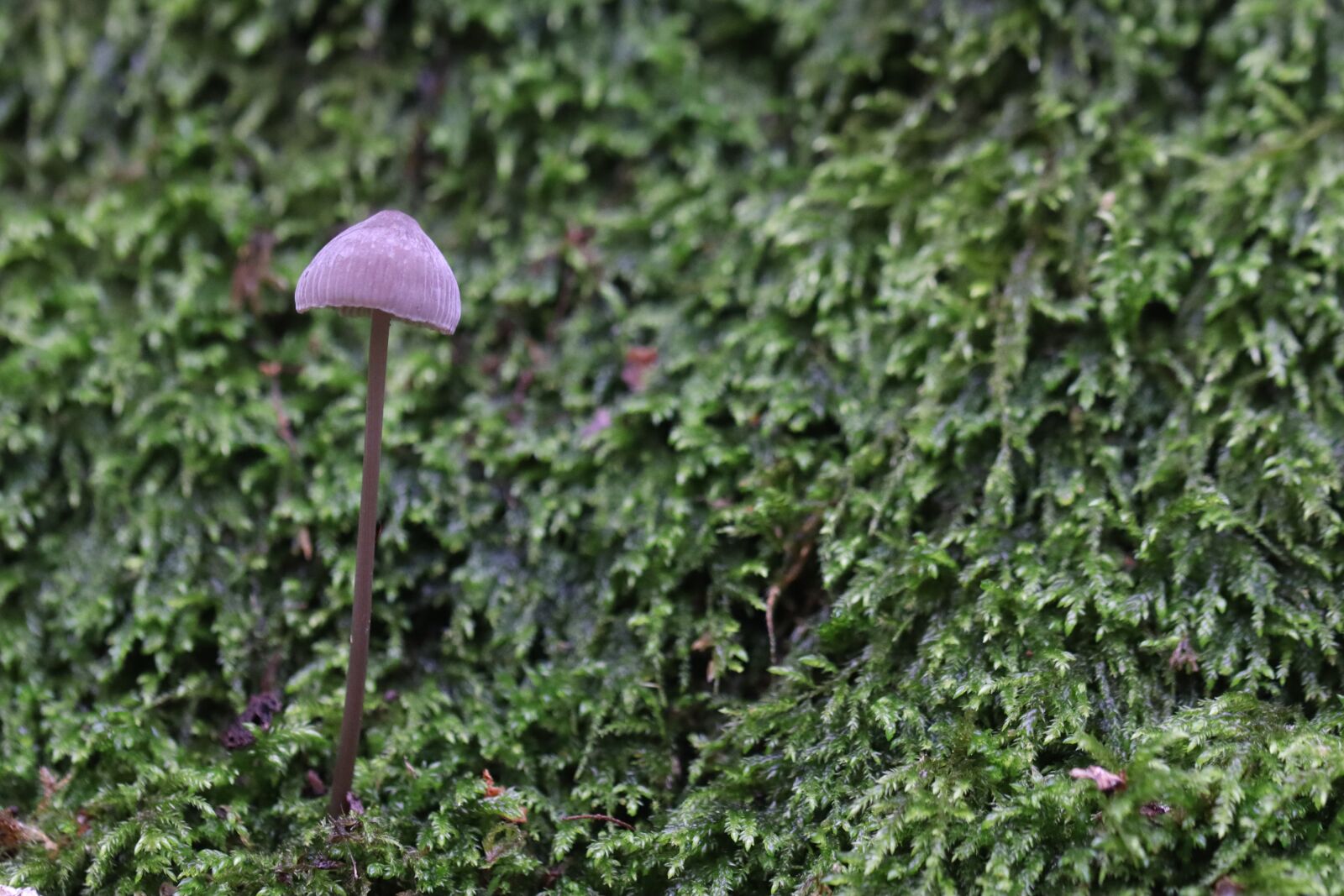 Canon EOS 250D (EOS Rebel SL3 / EOS Kiss X10 / EOS 200D II) sample photo. Mushroom, nature, forest photography