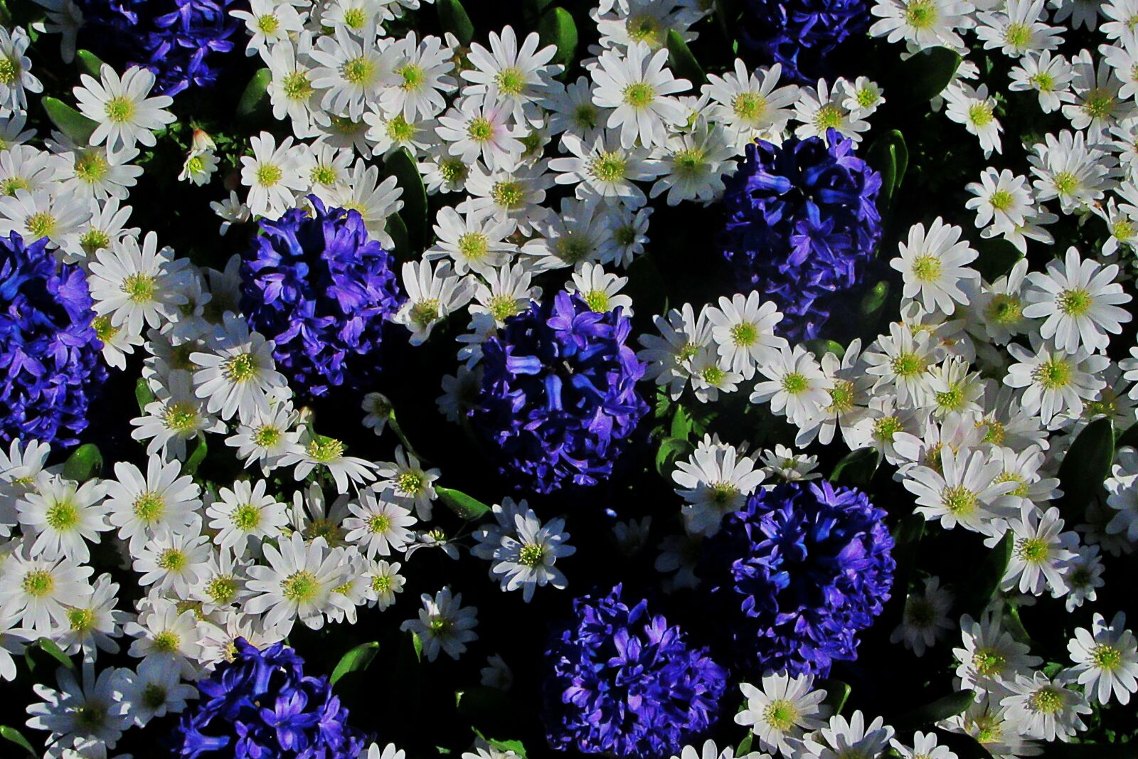 Canon PowerShot SX610 HS sample photo. Hyacinth, white daisy, bolplant photography