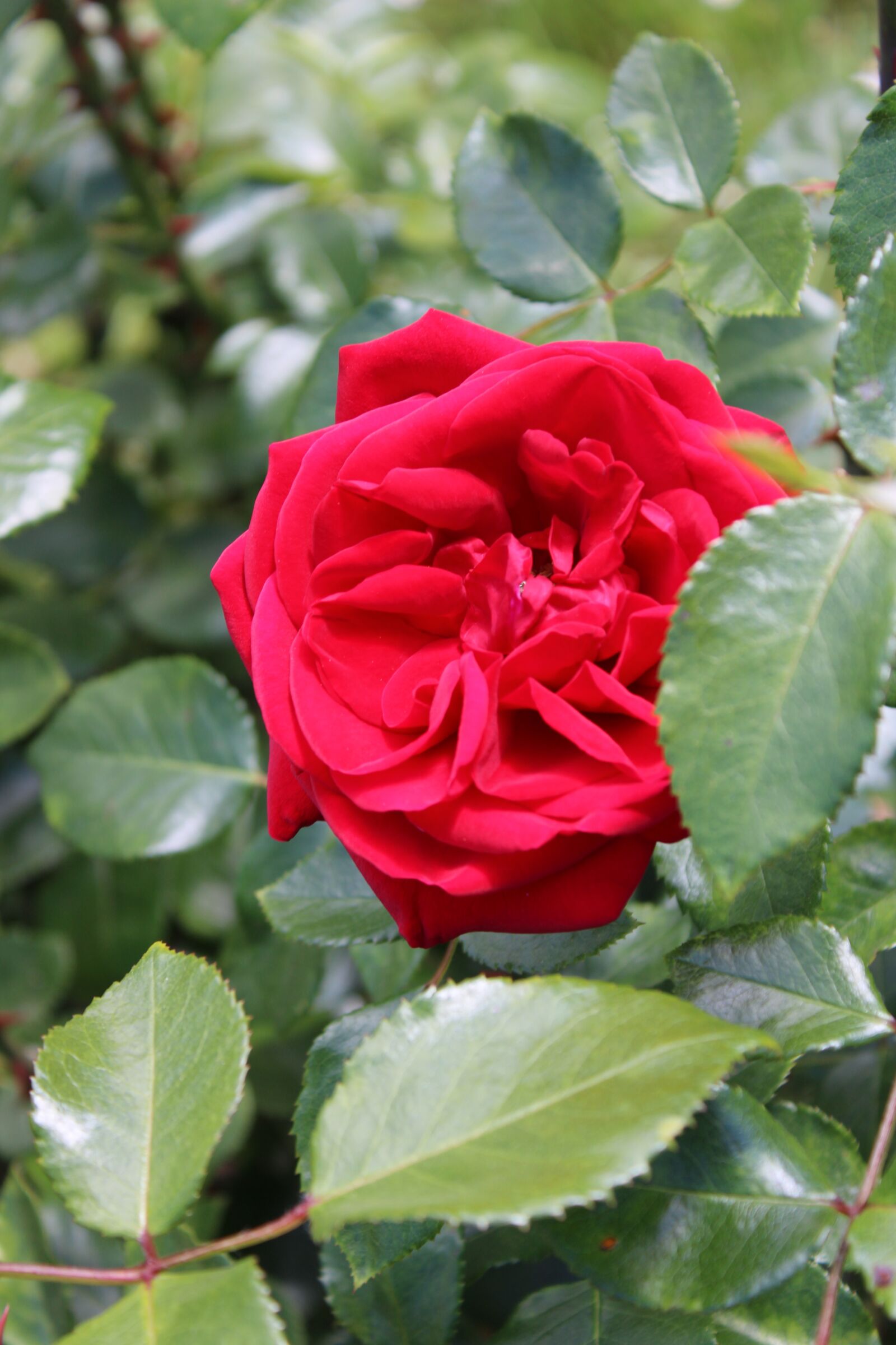 Canon EOS 2000D (EOS Rebel T7 / EOS Kiss X90 / EOS 1500D) sample photo. Red, rose, bush photography