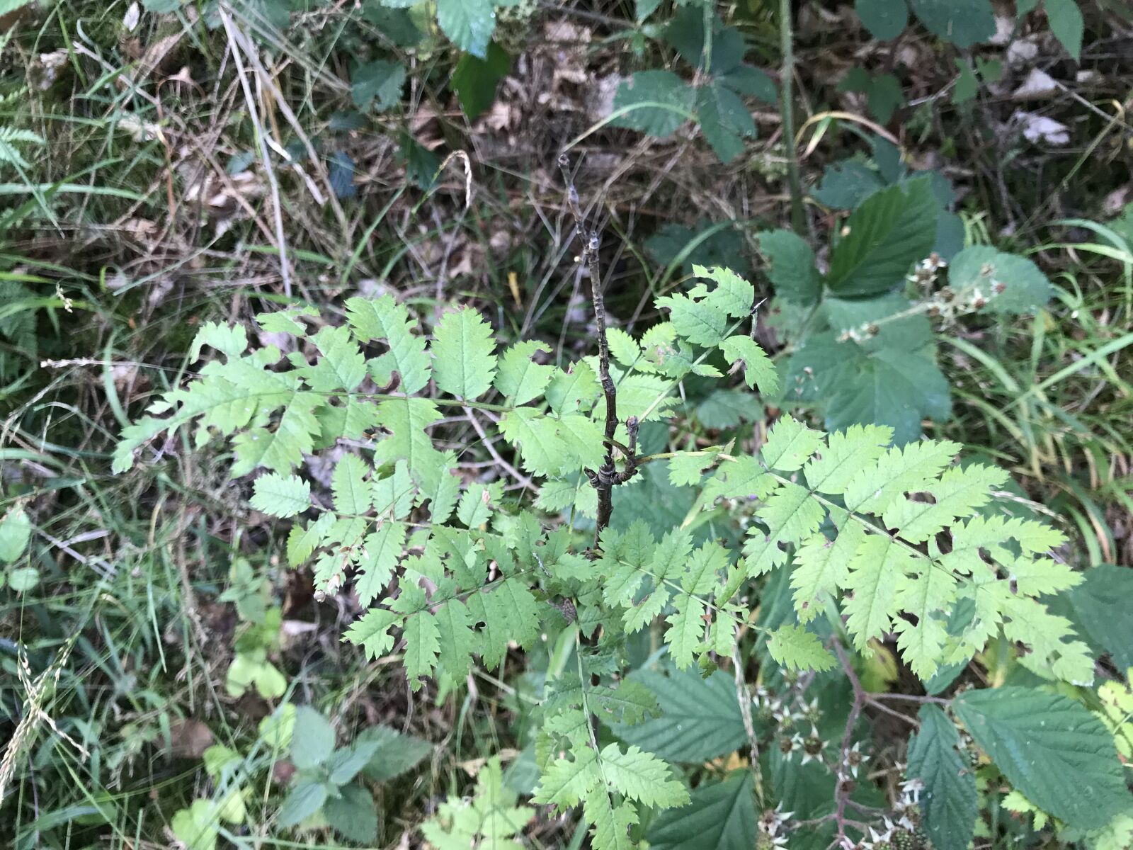 iPhone 7 back camera 3.99mm f/1.8 sample photo. Leaf, forest, tree photography