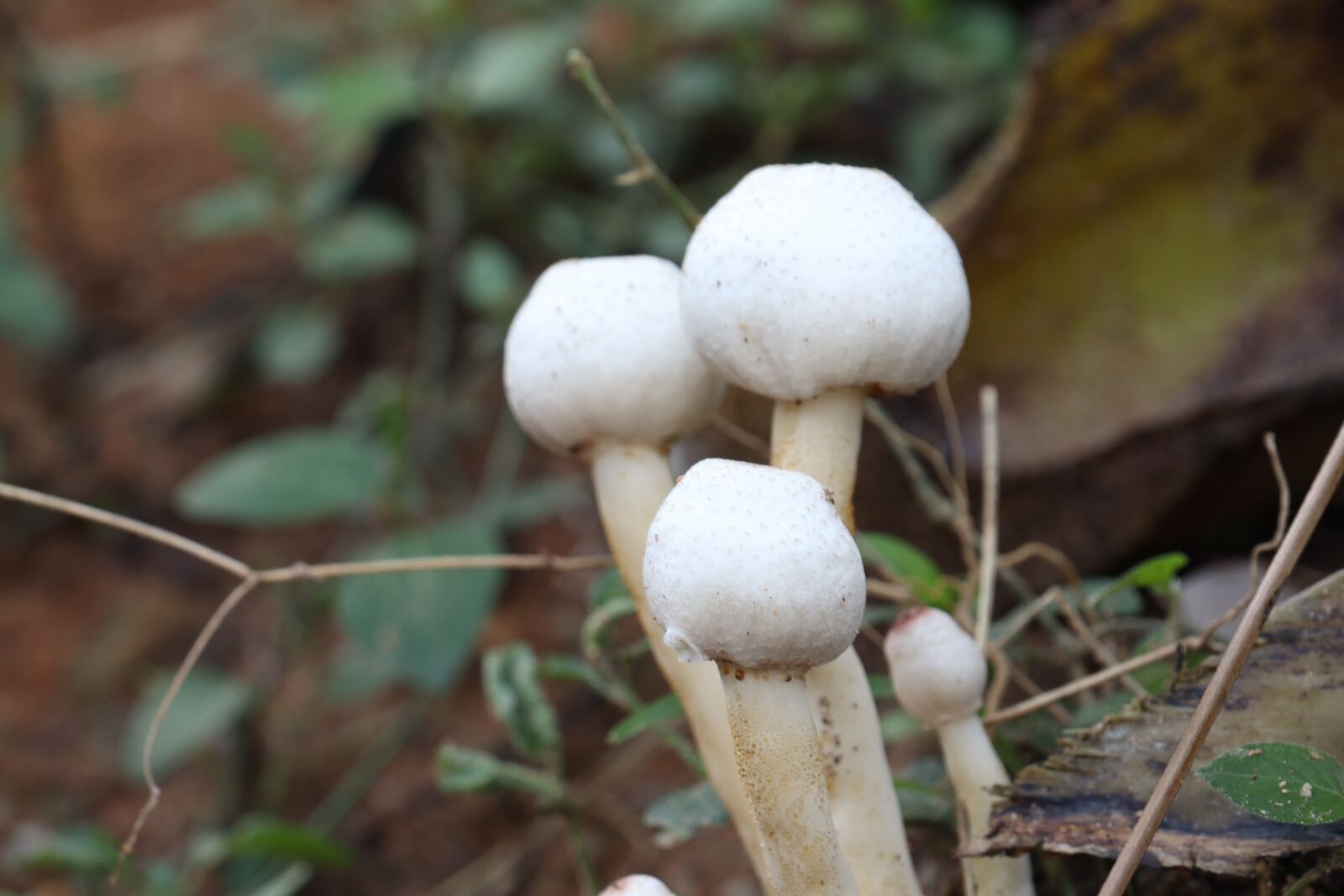 Canon EOS 250D (EOS Rebel SL3 / EOS Kiss X10 / EOS 200D II) sample photo. Mushroom, kerala, white photography