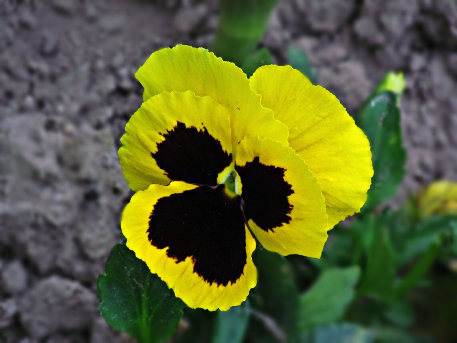 Canon PowerShot SX30 IS sample photo. Pansies, pansy, flower photography