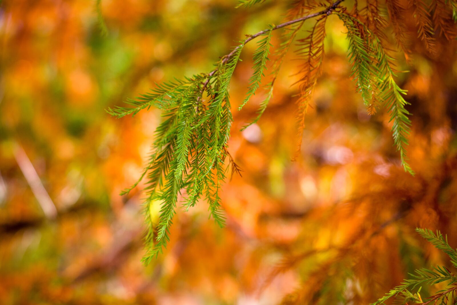 Nikon D7100 sample photo. Cypress, leaves, sunrise photography