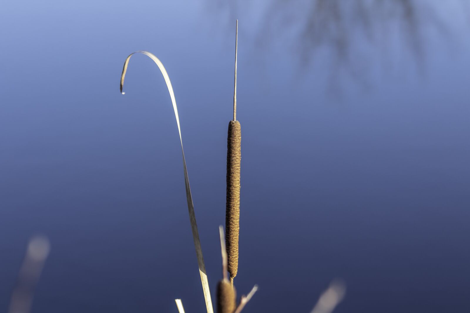 Canon EF75-300mm f/4-5.6 sample photo. Wildflower, mace, cattail photography
