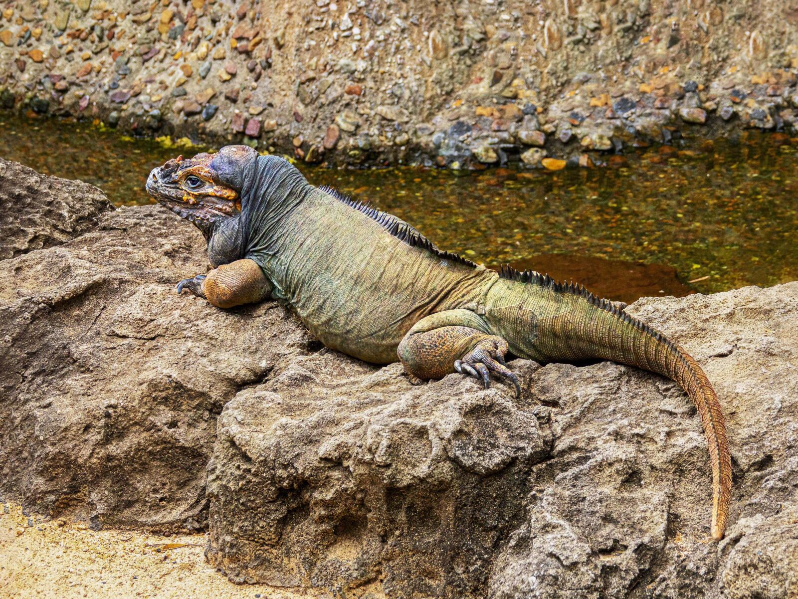 Sony Cyber-shot DSC-RX10 III sample photo. Iguana, lizard, reptile photography