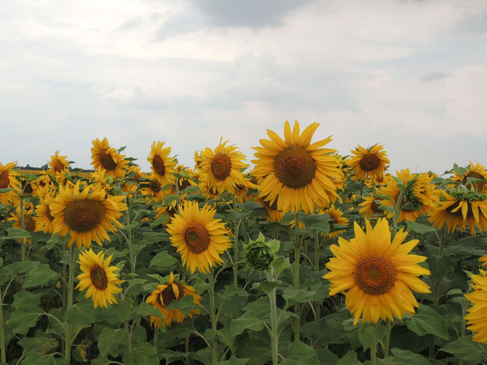 Nikon Coolpix P510 sample photo. Sunflower, sky, clouds photography