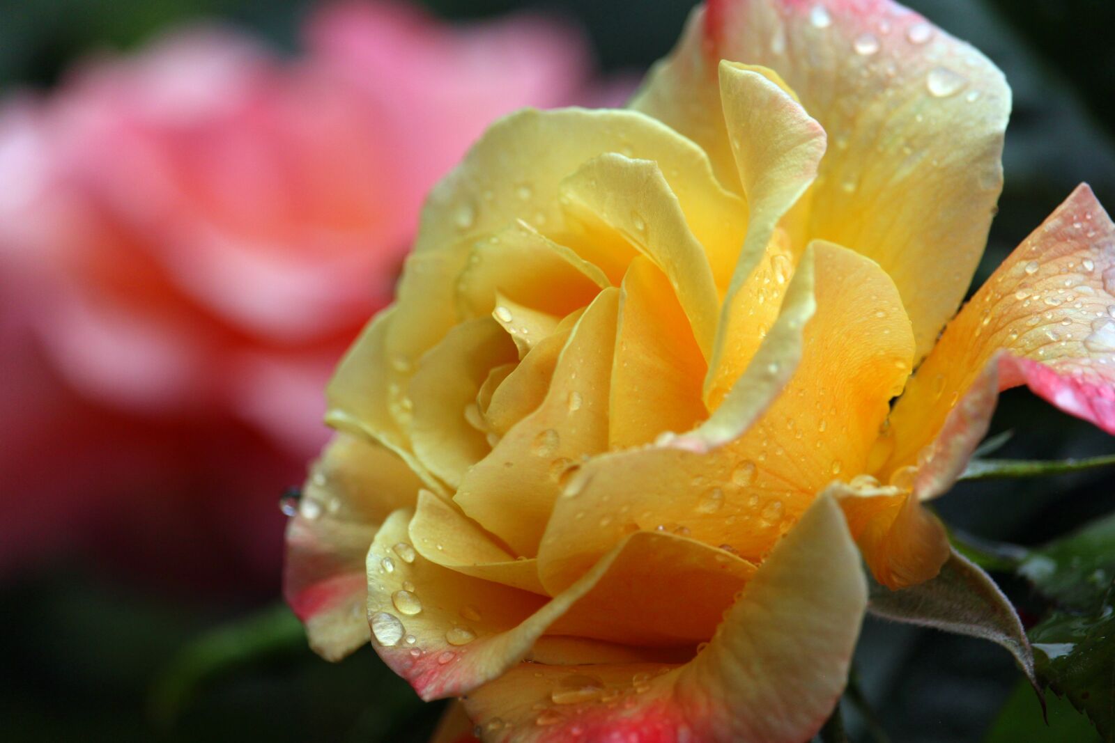 Canon EF-S 55-250mm F4-5.6 IS STM sample photo. Rose, raindrop, blossom photography
