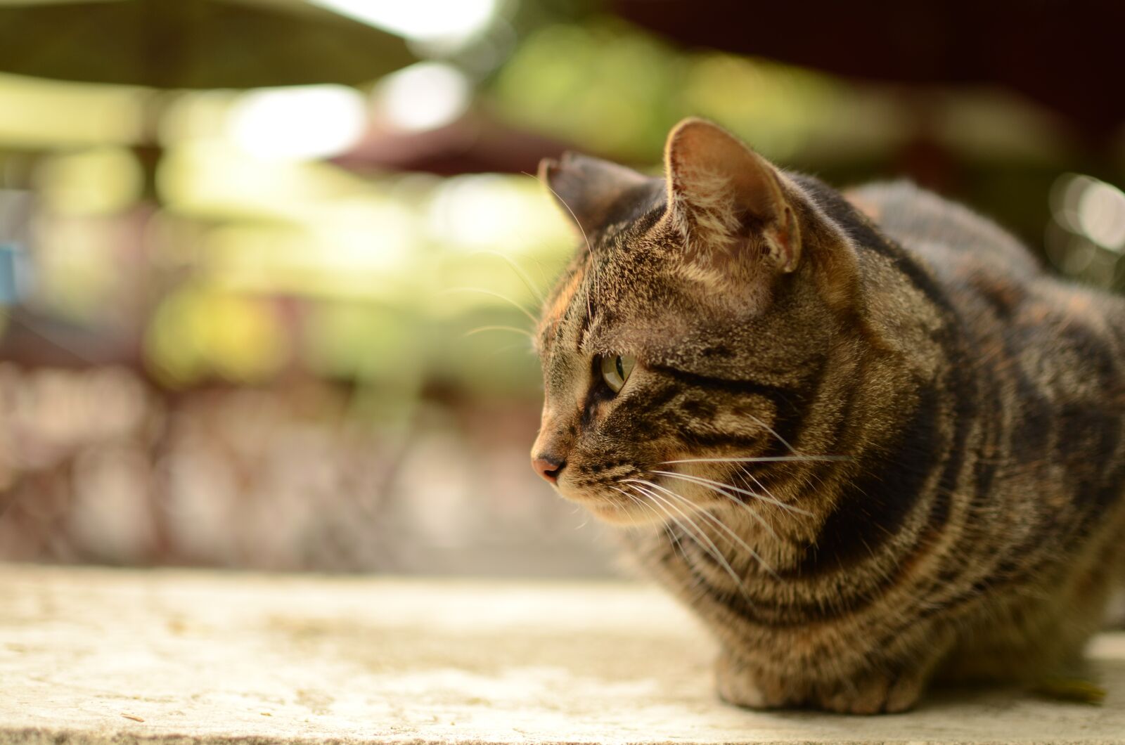 Nikon D7000 sample photo. Cat, feline, pet photography