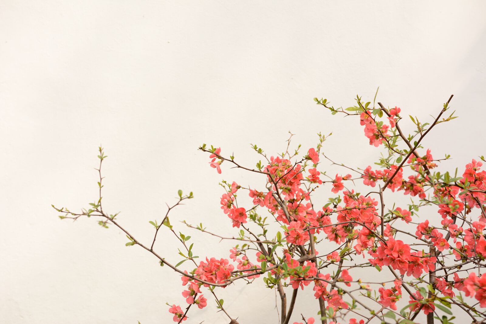 Nikon D7100 sample photo. Flower, the scenery, plant photography